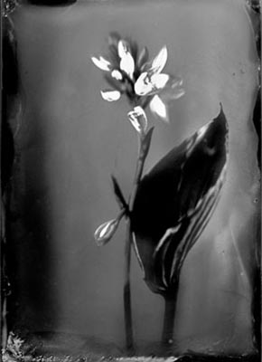 Tintype