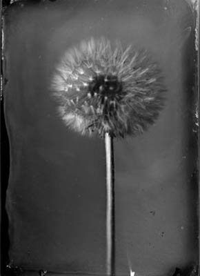 Tintype