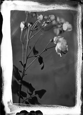 Tintype