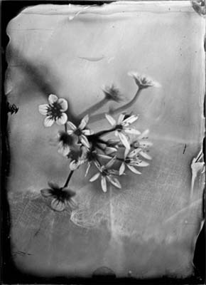 Tintype