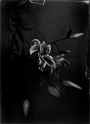 Tintype