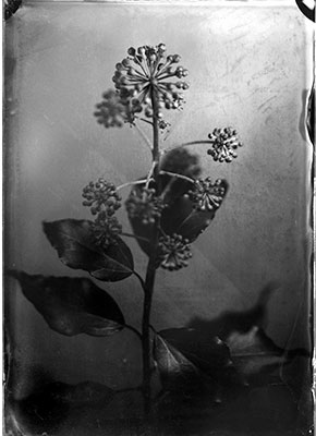 Tintype